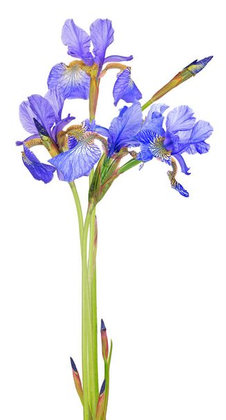 flores de iris azul aisladas sobre fondo blanco - Foto, imagen