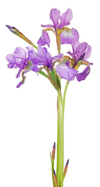 lilac iris flowers isolated on white background - Photo, Image