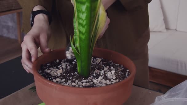 Attraktive Frau verpflanzt die Blume in einen neuen schönen und großen Topf - Filmmaterial, Video
