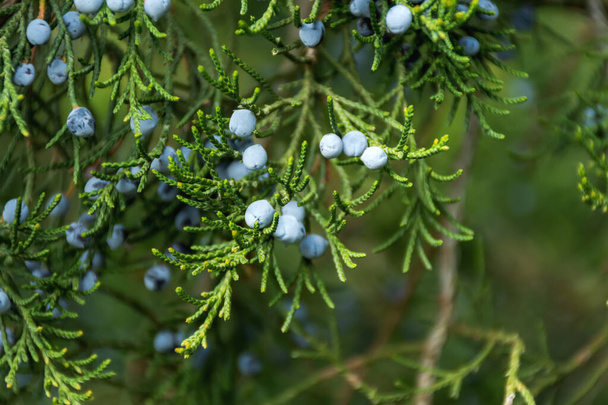 Blue juniper berries close-up. Blurred soft background with berries. Shrub juniper in a selective focus. Autumn natural background. - Photo, Image