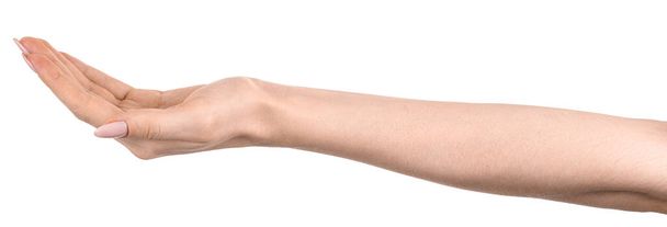 Mani caucasiche femminili isolato sfondo bianco mostrando gesto tiene qualcosa o prende, dà. mani di donna che mostrano gesti diversi - Foto, immagini