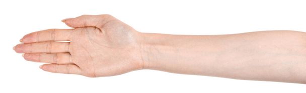 Female caucasian hands  isolated white background showing  gesture holds something or takes, gives. woman hands showing different gestures - Photo, Image