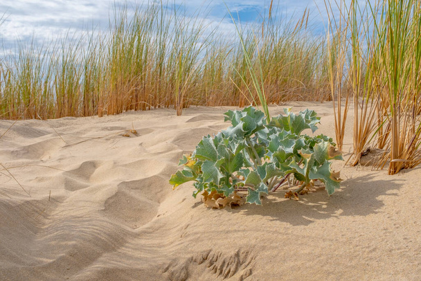 Eryngium maritimum creciendo en arena con hierba y cielo en el fondo - Foto, Imagen