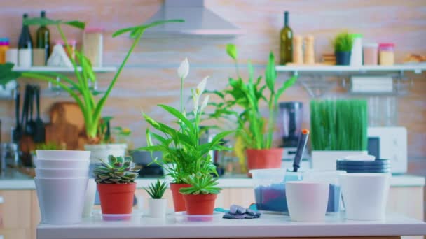 Mit Zimmerpflanzen dekorieren - Filmmaterial, Video