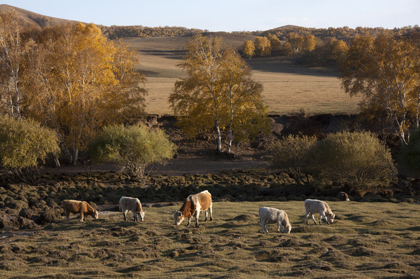 Autumn pasture scenery ,grazing in the dusk - Photo, Image