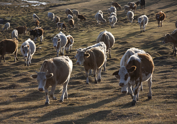 sığır çim üzerinde - Fotoğraf, Görsel