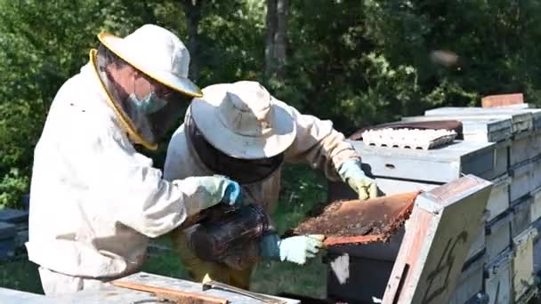 Apicultor no apiário. O apicultor está a trabalhar com abelhas e colmeias no apiário. Vista de perto das mãos dos apicultores em. - Filmagem, Vídeo