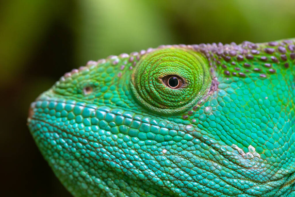 A Close-up, macro shot of a green chameleon - Foto, afbeelding