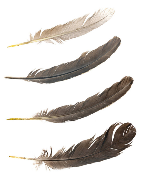 Plumes d'oiseaux naturels isolées sur un fond blanc. collage plumes de pigeon, d'oie et de poulet close-up. - Photo, image