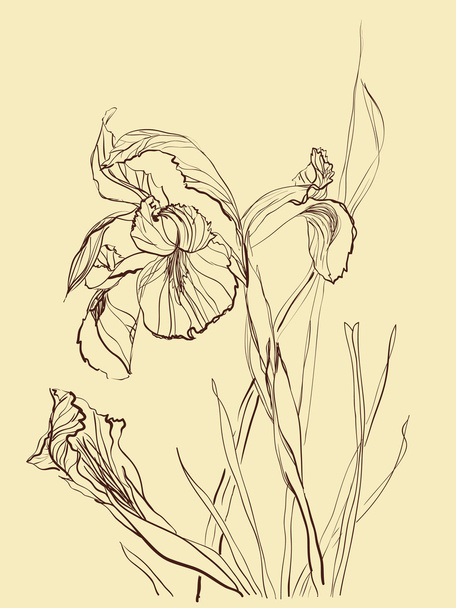Brush drawing iris flower - Wektor, obraz