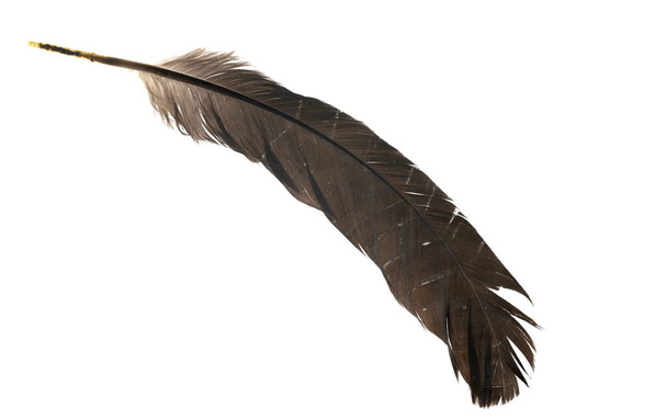 Natural bird feathers isolated on a white background. pigeon, goose and chicken feathers - Photo, Image