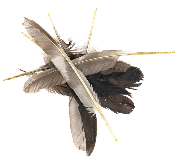 Plumes d'oiseaux naturels isolées sur un fond blanc. gros plan sur les plumes de pigeon, de poulet et d'oie. empiler les plumes d'oiseaux - Photo, image