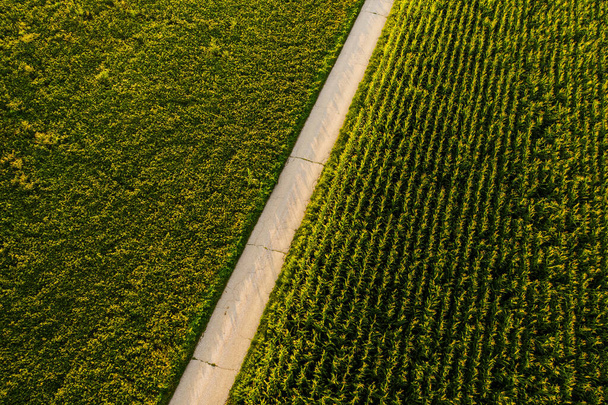 Areal view of crop fields in sunny summer day. Agriculture concept - Photo, Image