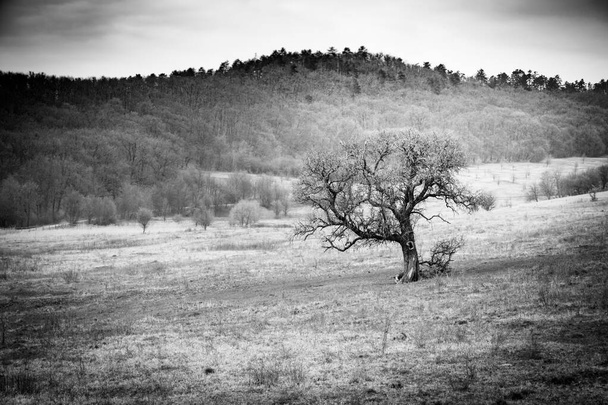 Streszczenie czarno-biały krajobraz z samotnym drzewem. Charakter artystyczny, dramatyczny proces krajobrazowy - Zdjęcie, obraz