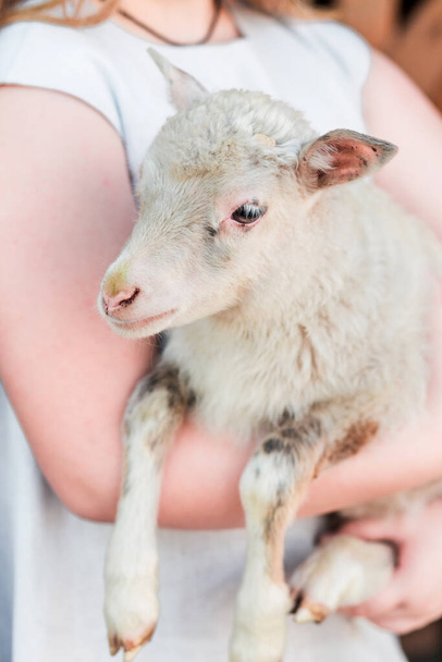 Little girl in a light dress holding a lamb in her arms. Vertical photo - Photo, Image