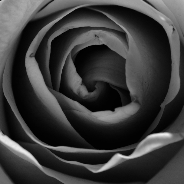 Rose flower - close-up. - Photo, image