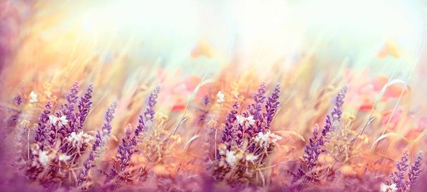 Mooie natuur, bloeiende paarse bloemen, bloeiende weide bloemen, weidelandschap verlicht door zonlicht - Foto, afbeelding