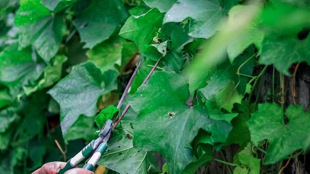 Ruce ženy středního věku se stříhanými nůžkami na ořezávání rostlin venku na zahradě. - Fotografie, Obrázek