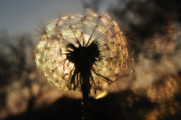 pěkný Pampeliška siluetu při západu slunce - Fotografie, Obrázek