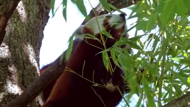 Červená panda, Ailurus fulgens, také volal menší panda a červený kočičí medvěd. - Záběry, video