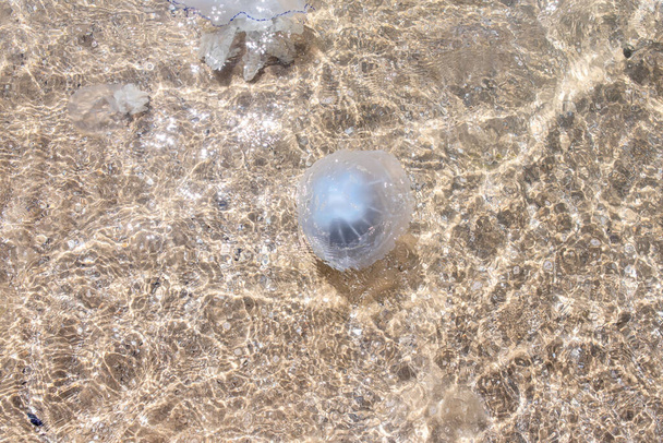 suuret meduusat meren rannikkovesillä rannalla. - Valokuva, kuva