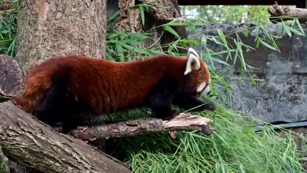 De rode panda, Ailurus fulgens, ook wel de mindere panda en de rode kattenbeer genoemd. - Video