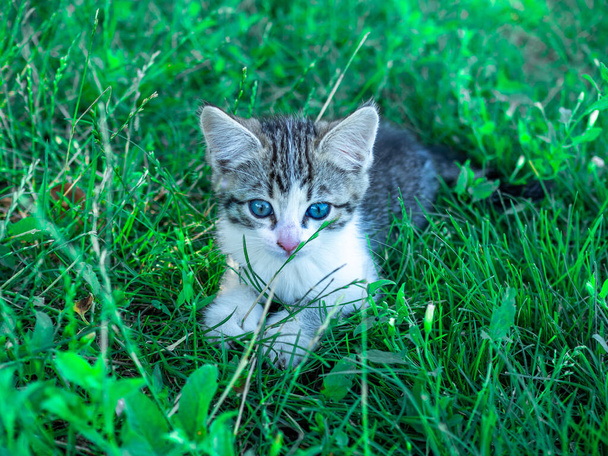 Little cute white and grey kitten with green eyes sits on the grass in summer - Fotografie, Obrázek