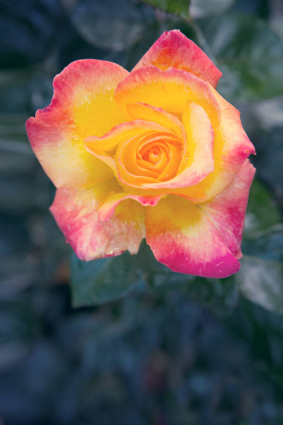 Κίτρινο τριαντάφυλλο κοντά με σταγόνες νερού.Κάρτα γενεθλίων. - Φωτογραφία, εικόνα