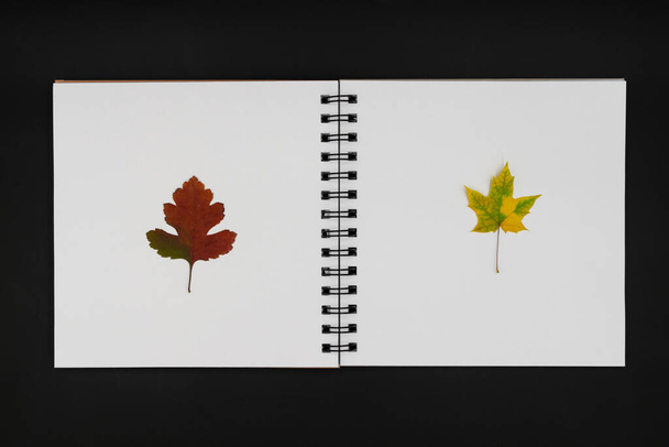 Nyomott és szárított levelek. Herbárium Rowan és juharfalevelek a fehér album lapok sötét háttérben.Felülnézet - Fotó, kép