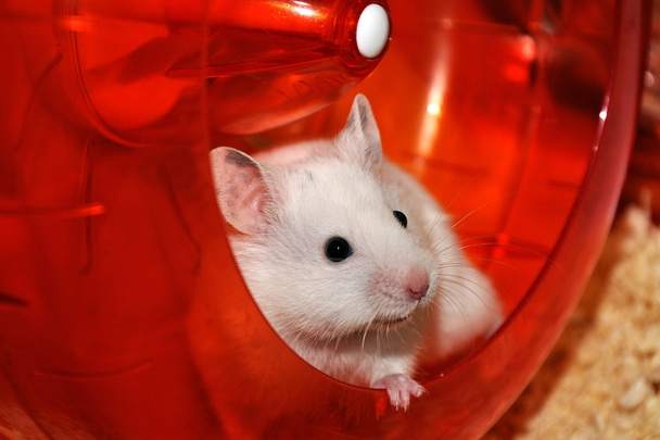 Beyaz hamster - Fotoğraf, Görsel