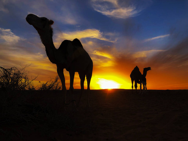 camelin sahara al amanecer - Foto, Imagen
