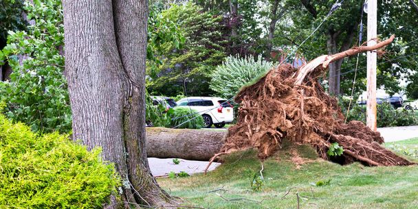 Un arbre qui a été renversé pendant la tempête tropicale ISaias reposant sur une route et a des fils enchevêtrés et détruits en elle. - Photo, image