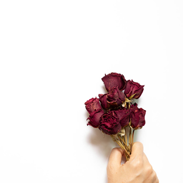 白い背景に乾燥した赤いバラの花を保持する手。トップビュー、コピースペース - 写真・画像