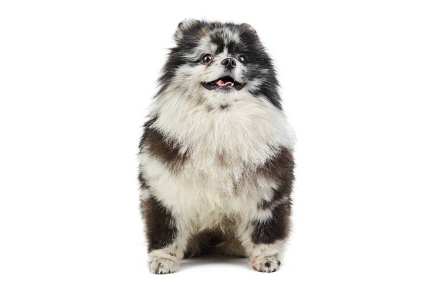 Merle Pomeranian cachorro Spitz, aislado. Lindo color merle pomerania, fondo blanco. Perro pequeño Spitz pom amigable para familias. - Foto, imagen