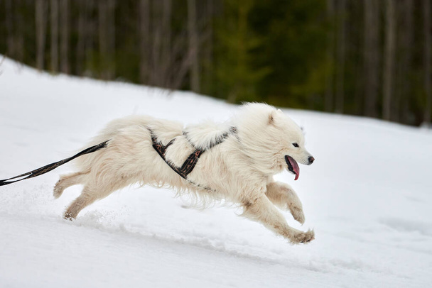 Laufen Samoyed Hund auf Schlittenhund Rennen. Wintersport Hundeschlitten Teamwettbewerb. Samoyed Hund im Geschirr ziehen Skifahrer oder Schlitten mit Musher. Aktives Laufen auf schneebedeckter Loipenstraße - Foto, Bild