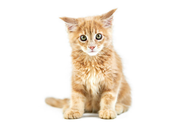 Maine Coon Kitten, aislado. Lindo gato maine-coon sobre fondo blanco. Pequeño gato de pura raza divertido, color crema beige. Sesión de estudio, hecha para diseño o publicidad. - Foto, Imagen