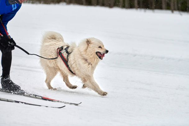 Esquiando carreras de perros. Competencia de deportes de perros de invierno. Samoyedo perro tira de esquiador. Esquí activo en pista de esquí de fondo nevado - Foto, Imagen