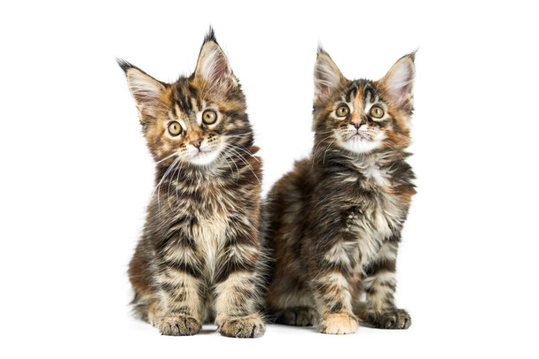 Δύο γάτες ρακούν του Μέιν, απομονωμένες. Χαριτωμένες χελώνες maine-coon γάτες σε λευκό φόντο. Μικρές αστείες καθαρόαιμες γάτες. Στούντιο σουτ, κομμένα για σχεδιασμό ή διαφήμιση. - Φωτογραφία, εικόνα
