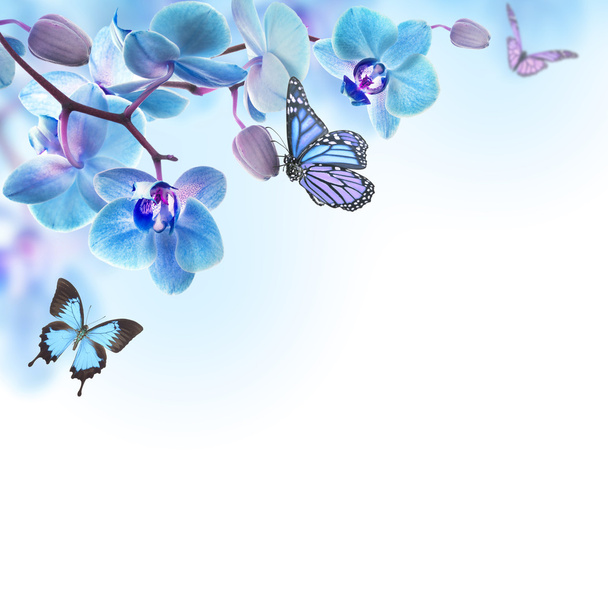 Floral background of tropical orchids and butterfly - Foto, Bild