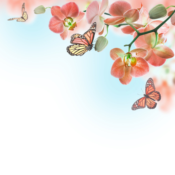 Floral background of tropical orchids and butterfly - Photo, image