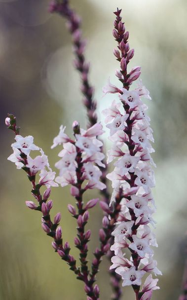 Pink and white flowers and buds of the Australian native Coast Coral Heath, Epacris microphylla, growing in heath, Royal National Park, Sydney, Australia. Flowers winter to summer - Photo, Image