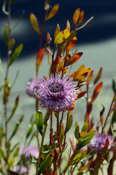 イソポゴン科のオーストラリア原産の紫色の花を咲かせます。西オーストラリアのオールバニ近くの健康と森林地帯への流行 - 写真・画像