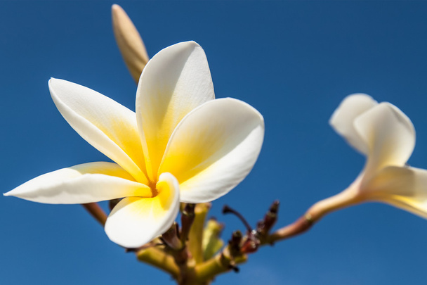 frangipáni virágok - Fotó, kép