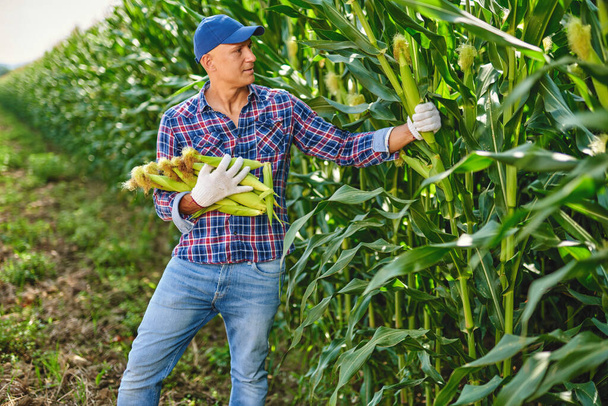 Человек-фермер с кукурузой - Фото, изображение