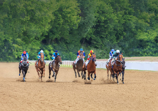 ипподром конный жокей приближается к финишу, спорт с лошадьми, верховая езда жеребца - Фото, изображение
