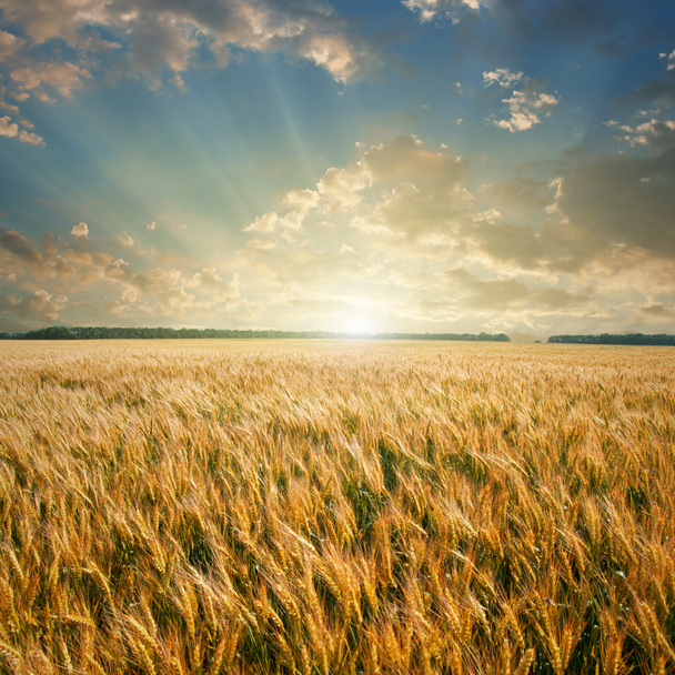campo de trigo al atardecer - Foto, imagen
