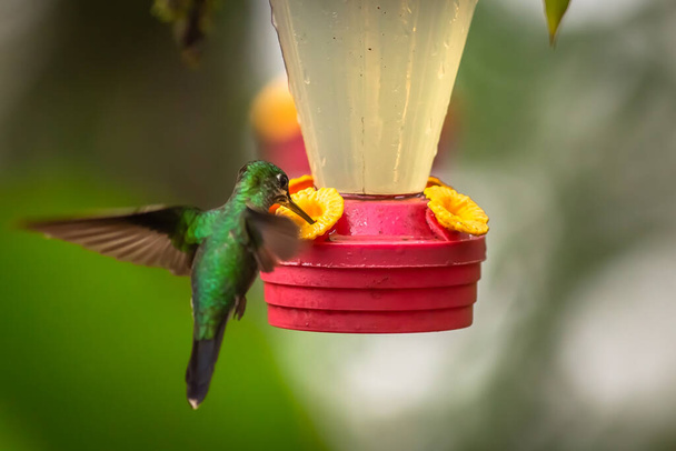 Pití kolibříků při létání z fontány v Kostarice - Fotografie, Obrázek
