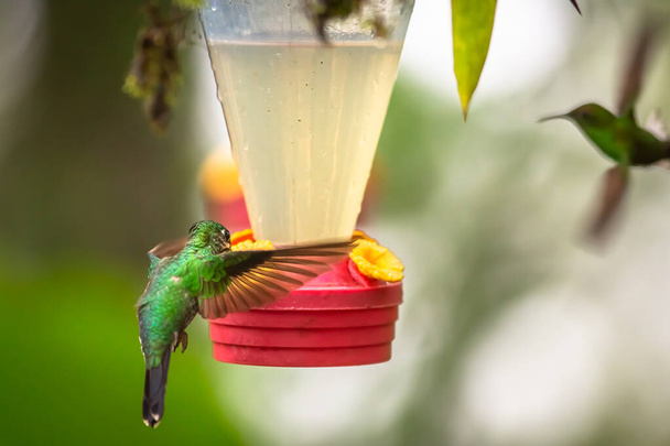 コスタリカの飲料噴水から飛んでいる間にハチドリを飲む - 写真・画像
