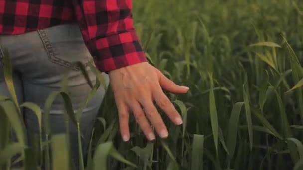 Genç kadın çiftçi gün batımında bir buğday tarlasında yürüyor, elleriyle yeşil buğday başaklarına dokunuyor - tarım kavramı. Sıcak güneşin altında olgunlaşan buğday tarlası. İş kadını sahasını teftiş ediyor.. - Video, Çekim