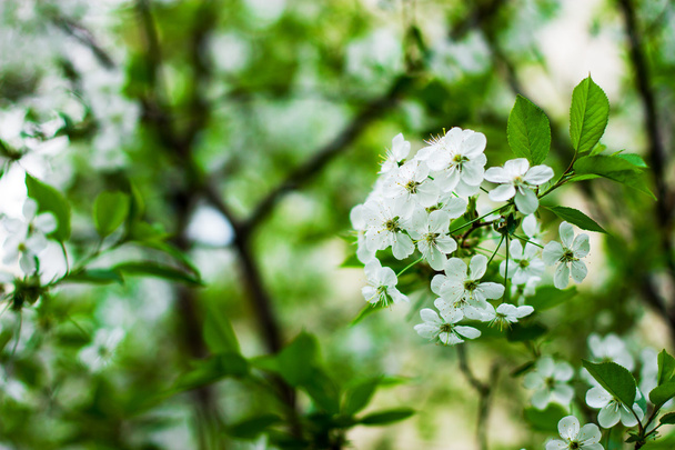 spring tree with flowers - Zdjęcie, obraz